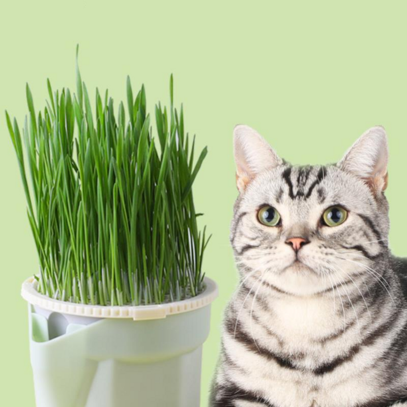 Vaso de Plantas para Gatos